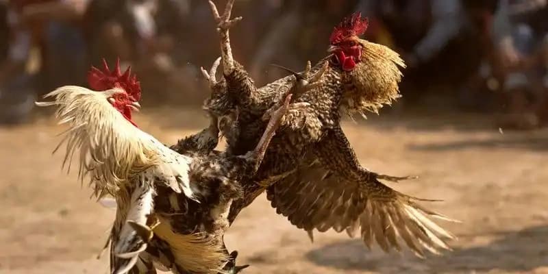 Chơi bongvip trải nghiệm thế giới đá gà cựa sắt an toàn